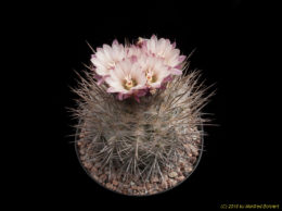 Eriosyce paucicostata subsp. floccosa (syn. Pyrrhocactus floccosus) 2449